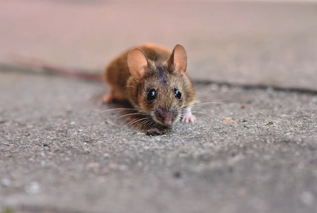 Impact of Rodents on Family Health and Risk Reduction Strategies